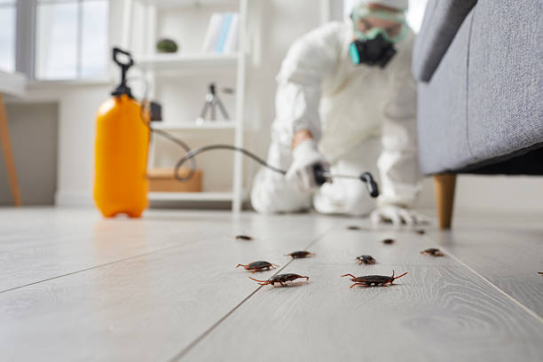 Trusted Termite Control service in Little Silver, NJ - Nex Pest Control